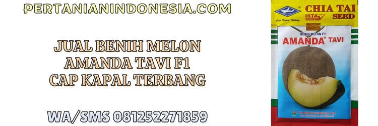 jual,jual benih,jual benih melon amanda tavi,jual benih melon amanda tavi murah,pertanian indonesia